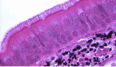 110052lx-5b54-458x266.png