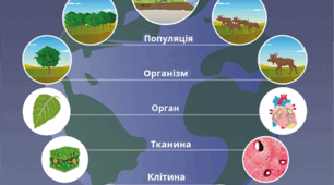 Рівні організації життя