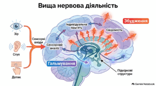 11 клас Біологія (профіль) "Подразнення і ВНД" (Презентація)