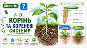Корінь та кореневі системи. Презентація, інфографіка, робочий аркуш