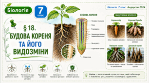 Будова кореня та його видозміни. Презентація, інфографіка, робочий аркуш