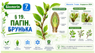 Пагін. Брунька. Презентація, інфографіка, робочий аркуш