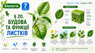 Будова та функції листків. Презентація, інфографіка, робочий аркуш