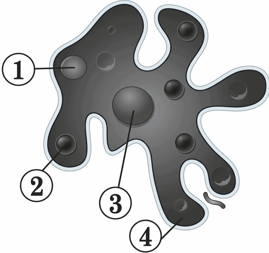 11005jmw-6d86-940x884.png