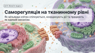 Презентація "Саморегуляція на тканинному рівні" 11 клас (проф)