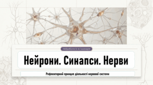 06. Нейрони, синапси, нерви. Рефлекторний  принцип діяльності нервової системи