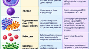 Будова клітини. Таблиця з основними органелами