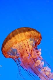 1100669w-1078-251x377.jpg