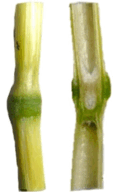 11006mxe-1809-348x490.png