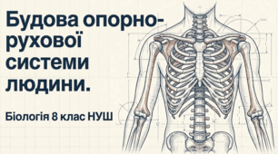 Презентація Будова опорно рухової системи людини.  Біологія. 8 клас.НУШ
