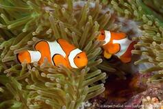 니모로 유명한 흰동가리(clown fish)는 말미잘 독으로부터 자신을 보호할 수 있는 끈적한 점액질을 분비해요. 하지만 해양오염으로부터 이 물고기들을 누가 보호할 수 있을까요? 우리가 아니면 할 수 없습니다. Together possible!