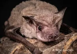 Зображення: "Microbats - Bat Rescue Inc"