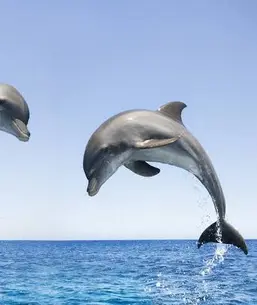 Зображення: "Bottlenose Dolphins Spotted Off Canada's Pacific Coast For The First Time | TPR"