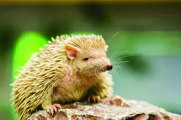 Lesser Hedgehog Tenrec | Oakland Zoo