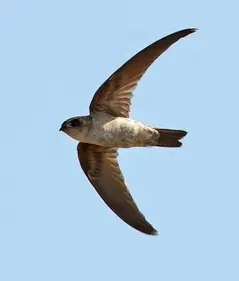 Зображення: "Bird 27 – Edible-nest Swiftlet"