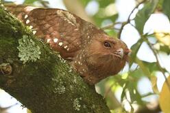Oilbird (Steatornis caripensis) · iNaturalist