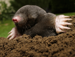 1100769g-26c6-255x197.png