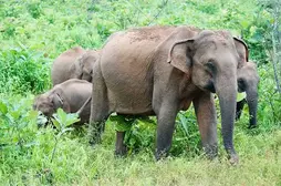 Elephant | Description, Habitat, Scientific Names, Weight, & Facts | Britannica