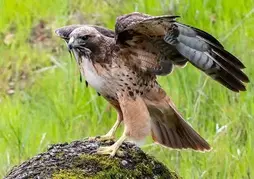 Зображення: "Red-tailed Hawk | Oakland Zoo"