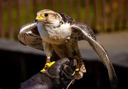 Зображення: "Saker Falcon - Blair Drummond Safari Park"