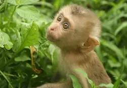 Зображення: "Mad about macaques - Born Free"