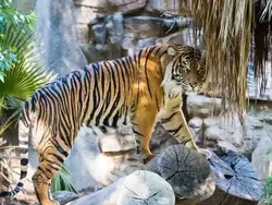 Exploring the Fascinating World of the Cat Family (Felidae)