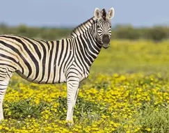Зображення: "10 Fascinating Facts About Zebras"