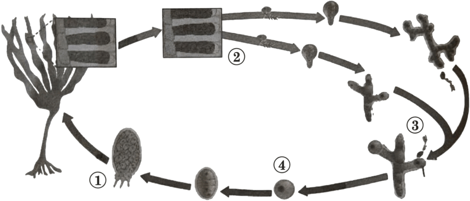 11007h57-a350-940x403.png