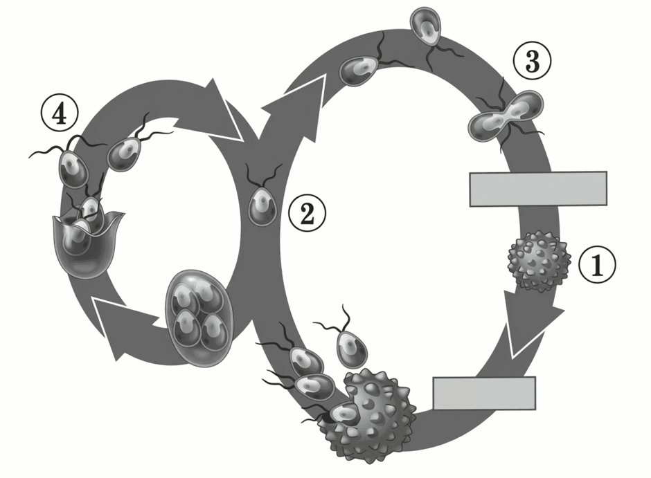 11007hvh-3f95-940x691.png