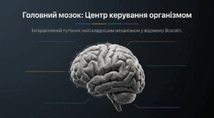08. Головний мозок