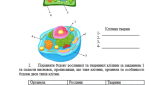 Практична робота «Будова мікроскопа, створення тимчасового мікропрепарату з луски цибулі, порівняння рослинної та тваринної клітини».