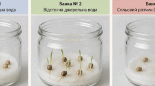 Лабораторна робота «Організація дослідження впливу якості води на проростання насіння квасолі звичайної».