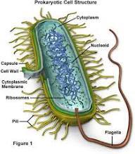 Molecular Expressions Cell Biology: Bacteria Cell Structure