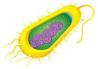 Prokaryotic cell: векторна графіка, зображення, Prokaryotic cell малюнки | Скачати з DepositPhotos