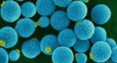 110084ky-d561-213x116.png