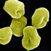 110084lg-93a6-224x224.png
