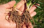 Кореневі та прикореневі гнилі колосових: міфи та реальність — SuperAgronom.com