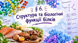 § 6. Структура та біологічні функції білків
