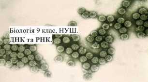 ДНК та РНК (Презентація+ робочий аркуш учня,Біологія 9 клас НУШ)