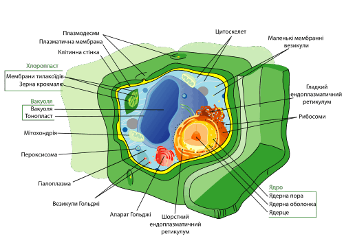 11008mbm-5d56-500x357.png