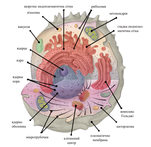11008mch-d43b-500x488.png