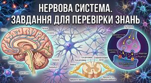 Тести. Нервова система. Набір завдань для перевірки знань