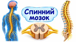 Спинний мозок.