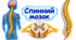 Спинний мозок.