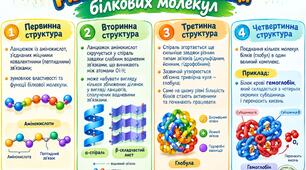 Інфографіка "Рівні просторової організації білкових молекул". Біологія 9 клас НУШ