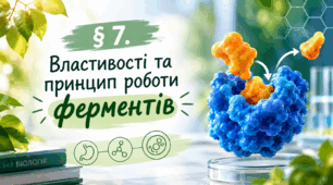 § 7. Властивості та принцип роботи ферментів
