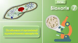 Презентація "Які особливості організації клітин одноклітинних евкаріотів". Біологія 7 клас НУШ