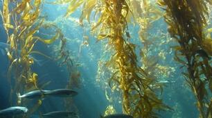 Морські водорості: проблема чи користь?