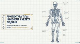 Будова, функції та особливості скелета людини. Тагліна