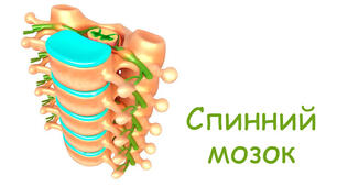 Спинний мозок